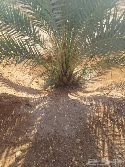 فسايل برحي وجثايث حلوه 2