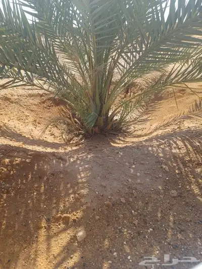 فسايل برحي وجثايث حلوه 3