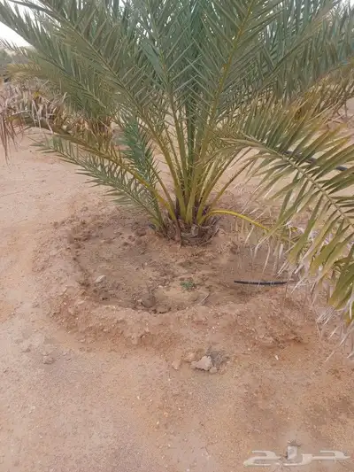 فسايل برحي وجثايث حلوه 4