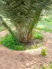 يوجد الدنيا جميع انواع النخيل اتواصل جوال 3