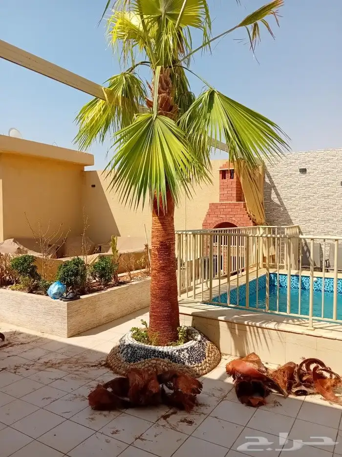 يوجد لدينا جميع أنواع النخيل الوشنطني 5