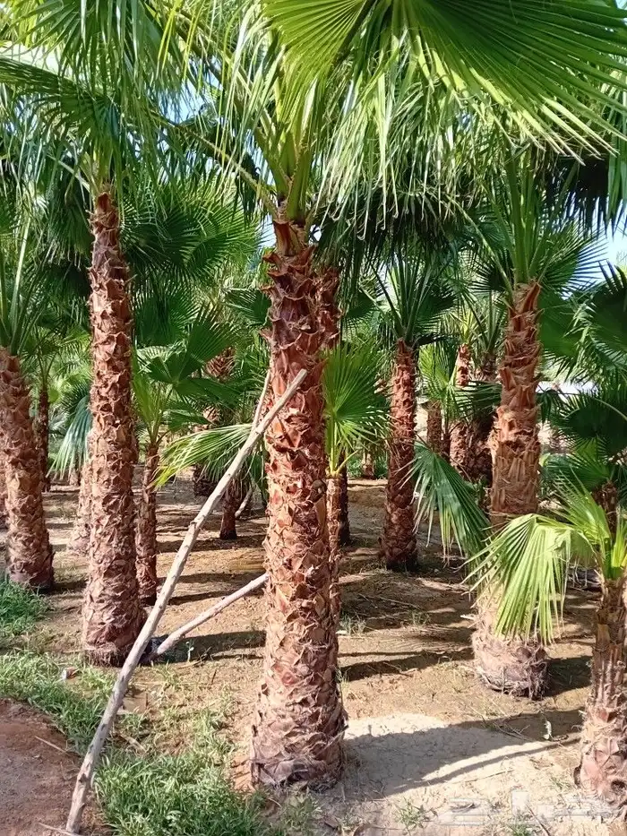 يوجد لدينا جميع أنواع النخيل الوشنطني 7
