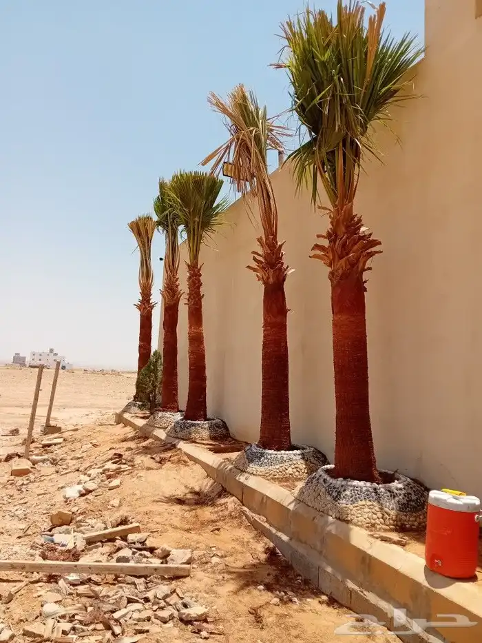 يوجد لدينا جميع أنواع النخيل الوشنطني 4