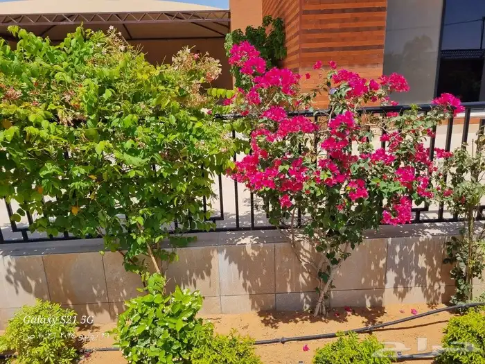 تنسيق الحدائق 3