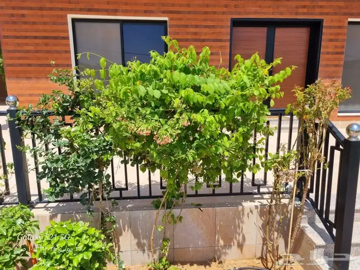 تنسيق الحدائق 6