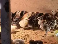 صوص دجاج بشقراء 2