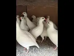 حجل ابيض انتاج موسم لي فات لهواة نوادر 0