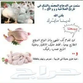 دجاج وسمان طازج تختار بنفسك ويذبح امامك 2