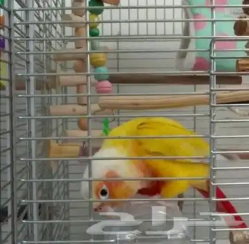 فندقة طيور 6