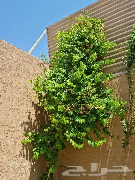 تنسيق الحدائق 5