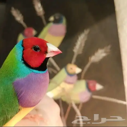 فندقة طيور 2