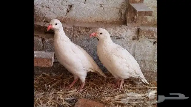 حجل ابيض انتاج موسم لي فات لهواة نوادر 1