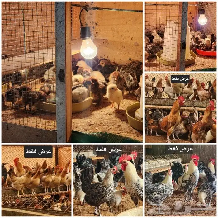 صوص دجاج بشقراء 6