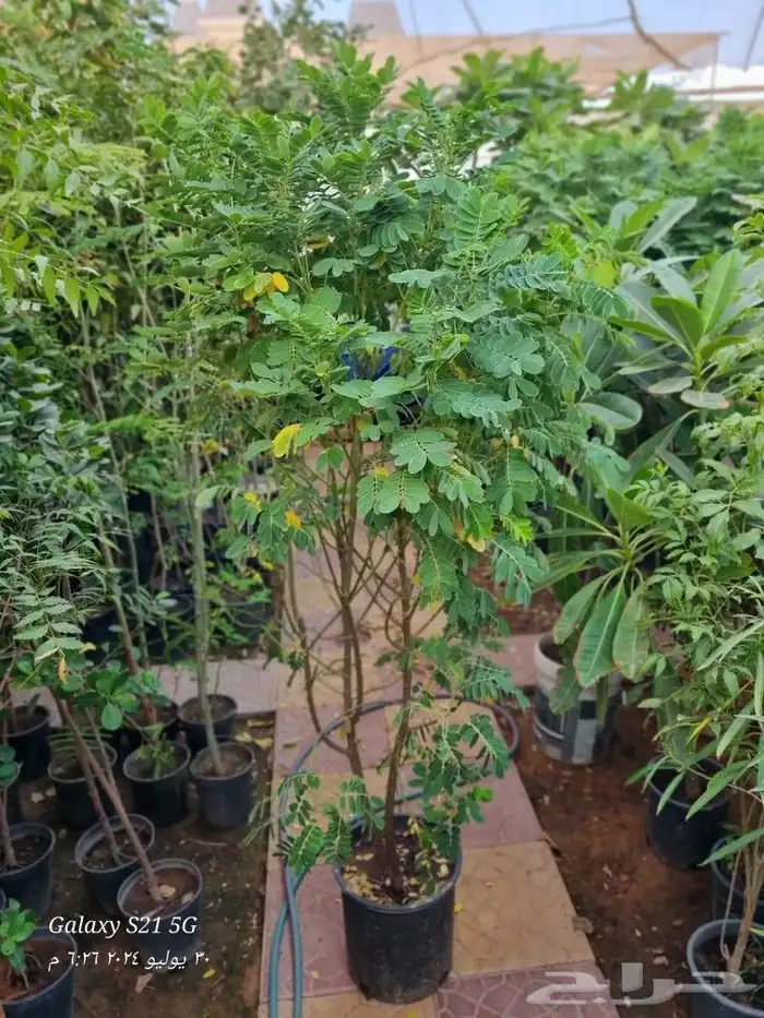 تنسيق الحدائق 0