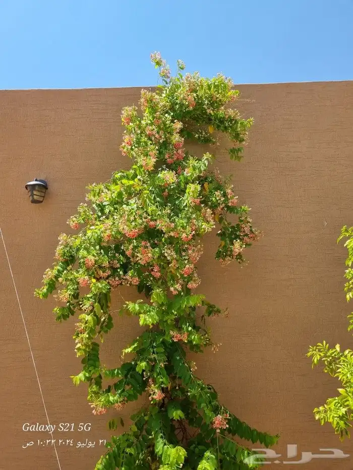 تنسيق الحدائق 4