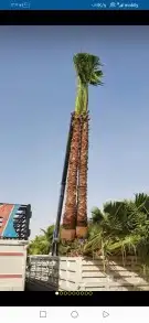 وشنطنيا زينه 6