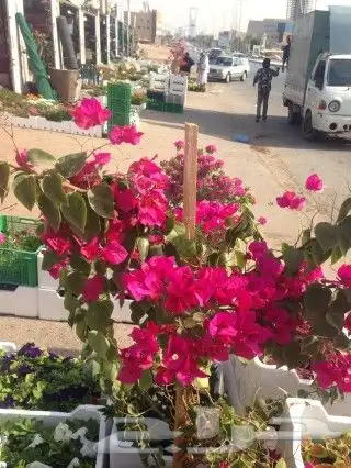 ثيل طبيعي 7