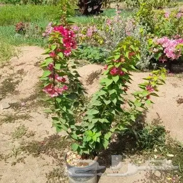 ثيل طبيعي 6