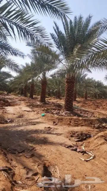 جميع اعمال النخيل والاشجار الزيتون توريد وغرس ..الاشراف ا 5