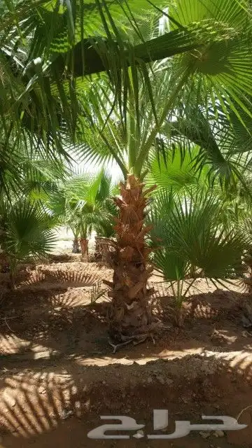 ثيل طبيعي 5