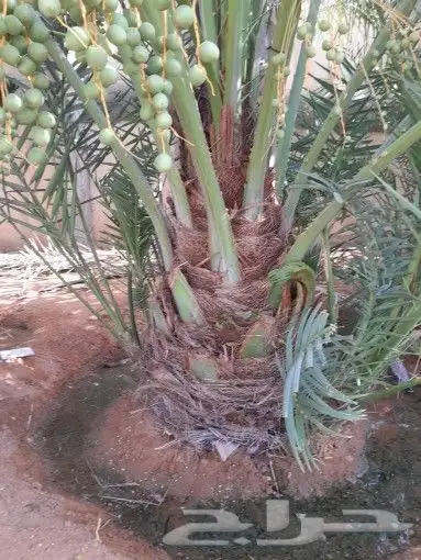 يوجد لدينا جميع انواع انخيل 7