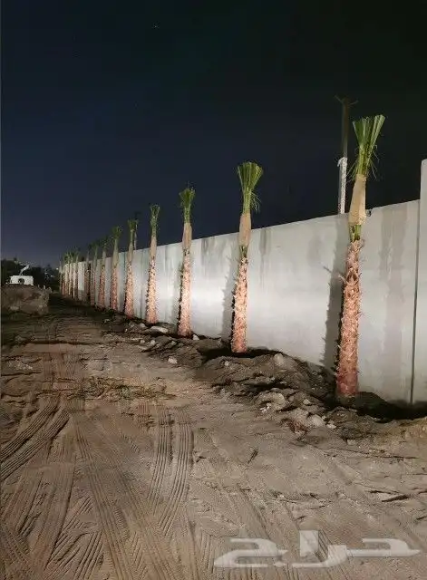نخل واشنطني 9