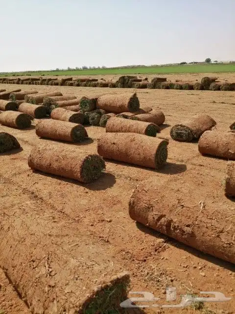 ثيل طبيعي 0