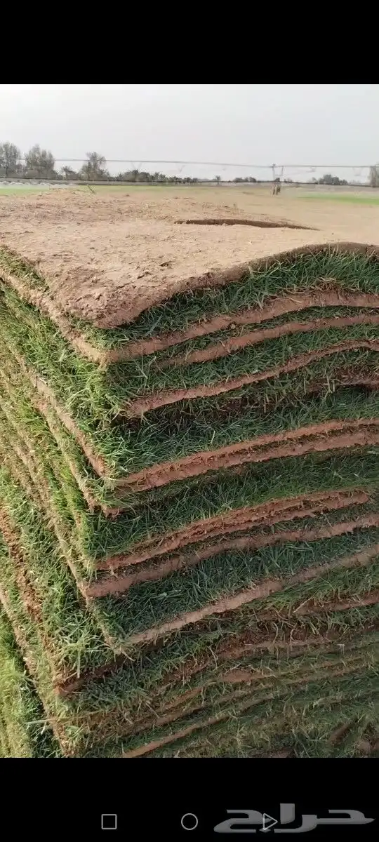 ثيل الخرج سليم من الخلط والأعشاب درجه اولى كثافه عاليه توريد 4