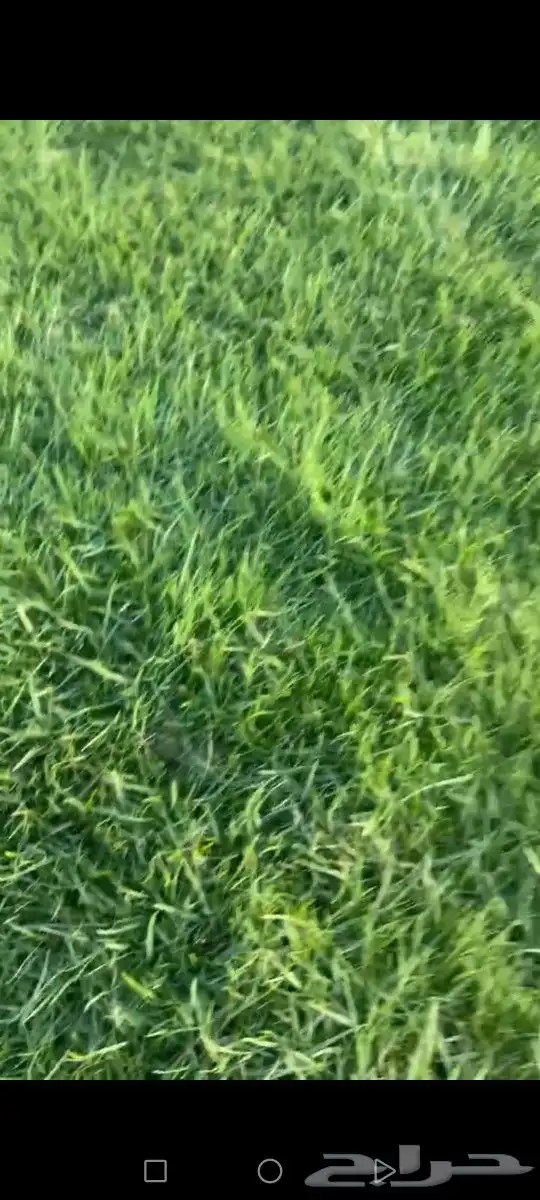 ثيل الخرج سليم من الخلط والأعشاب درجه اولى كثافه عاليه توريد 1