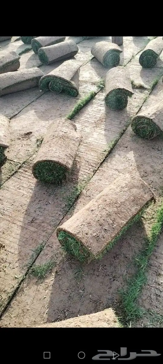 ثيل الخرج سليم من الخلط والأعشاب درجه اولى كثافه عاليه توريد 2