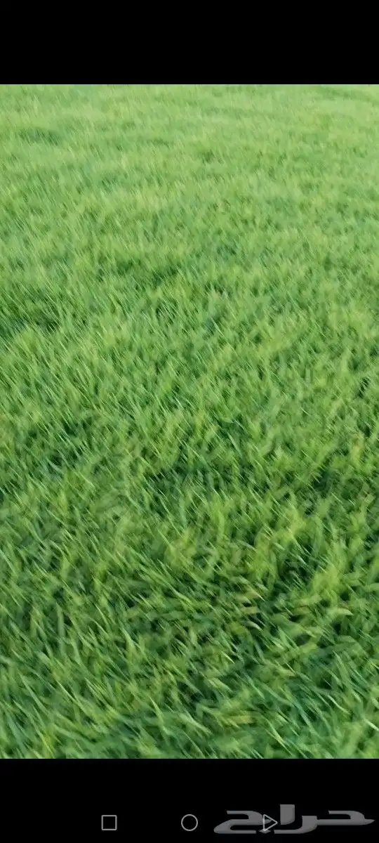 ثيل الخرج سليم من الخلط والأعشاب درجه اولى كثافه عاليه توريد 6