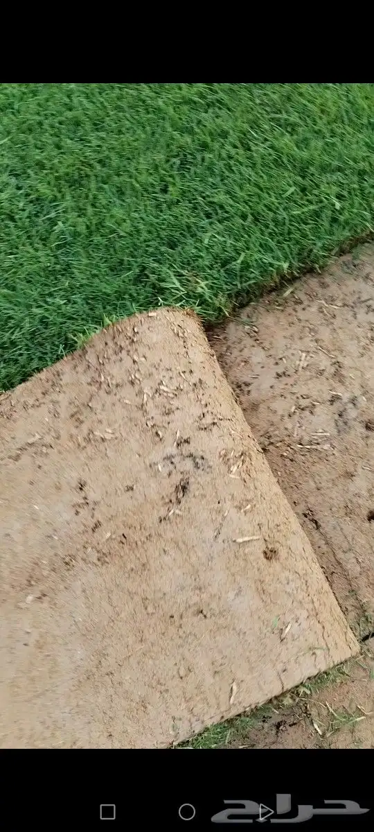 ثيل الخرج سليم من الخلط والأعشاب درجه اولى كثافه عاليه توريد 5