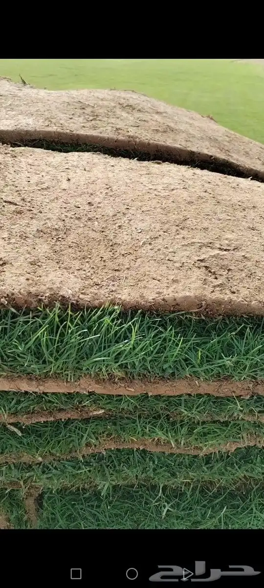 ثيل الخرج سليم من الخلط والأعشاب درجه اولى كثافه عاليه توريد 3