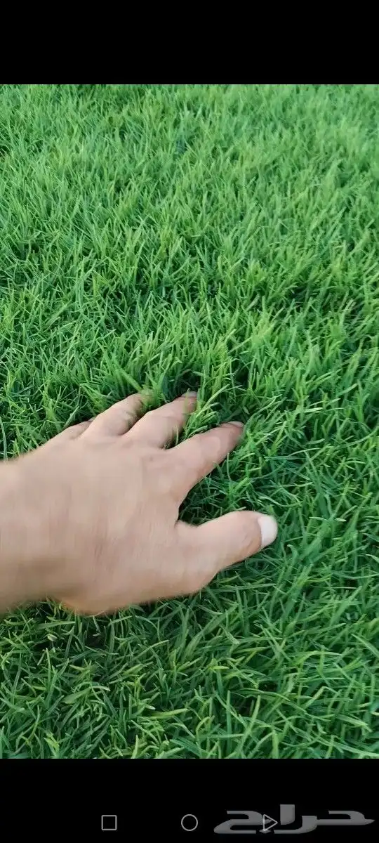 ثيل الخرج سليم من الخلط والأعشاب درجه اولى كثافه عاليه توريد 0