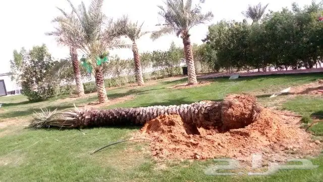 جميع اعمال النخيل والاشجار الزيتون توريد وغرس ..الاشراف ا 4