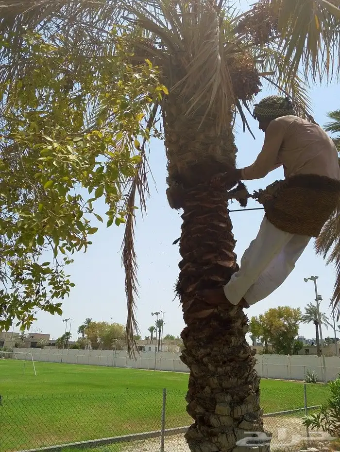 خدمات الزراعة والنخيل با ارخص الاسعار واحسن الخدمات 1