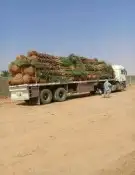 نخيل القصيم للبيع جميع انواع المقاسات 1