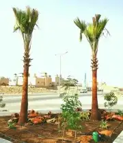 نخل واشنطونياء زينة للبيع ونخل واشنطوني ابو مروحة 6