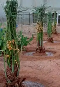 نخيل القصيم للبيع جميع انواع المقاسات 5