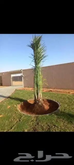 لدينا جميع انواع النخيل واشنطني والعربي وقسم خاص بالشبوك 8