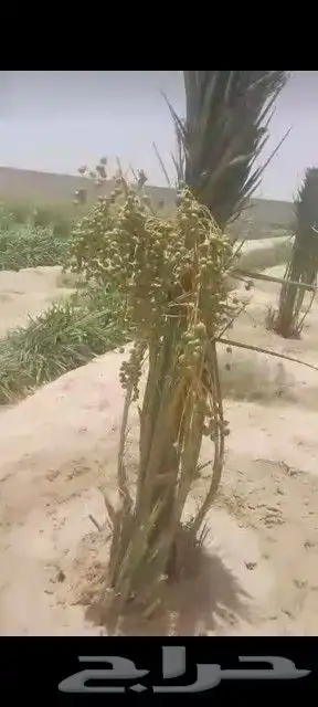 لدينا جميع انواع النخيل واشنطني والعربي وقسم خاص بالشبوك 15