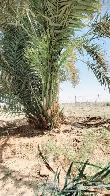 لدينا جميع انواع النخيل واشنطني والعربي وقسم خاص بالشبوك 9