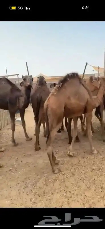 حشو وبكار فل الفل 2