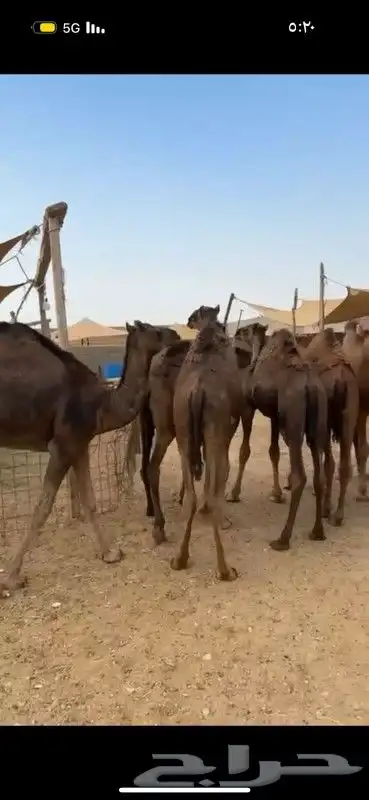 حشو وبكار فل الفل 4