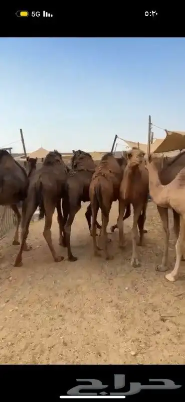 حشو وبكار فل الفل 3