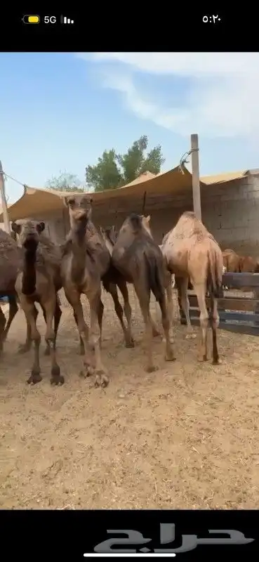 حشو وبكار فل الفل 0