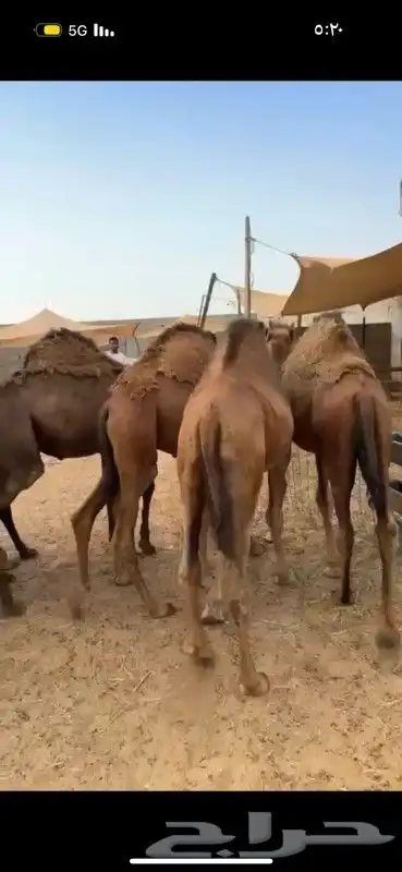 حشو وبكار فل الفل 1