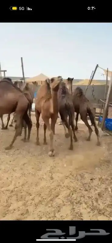 حشو وبكار فل الفل 5