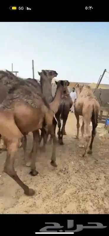 حشو وبكار فل الفل 6
