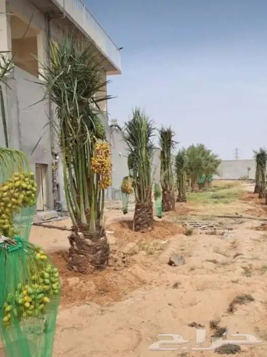 لدينا جميع انواع النخيل واشنطني والعربي وقسم خاص بالشبوك 6